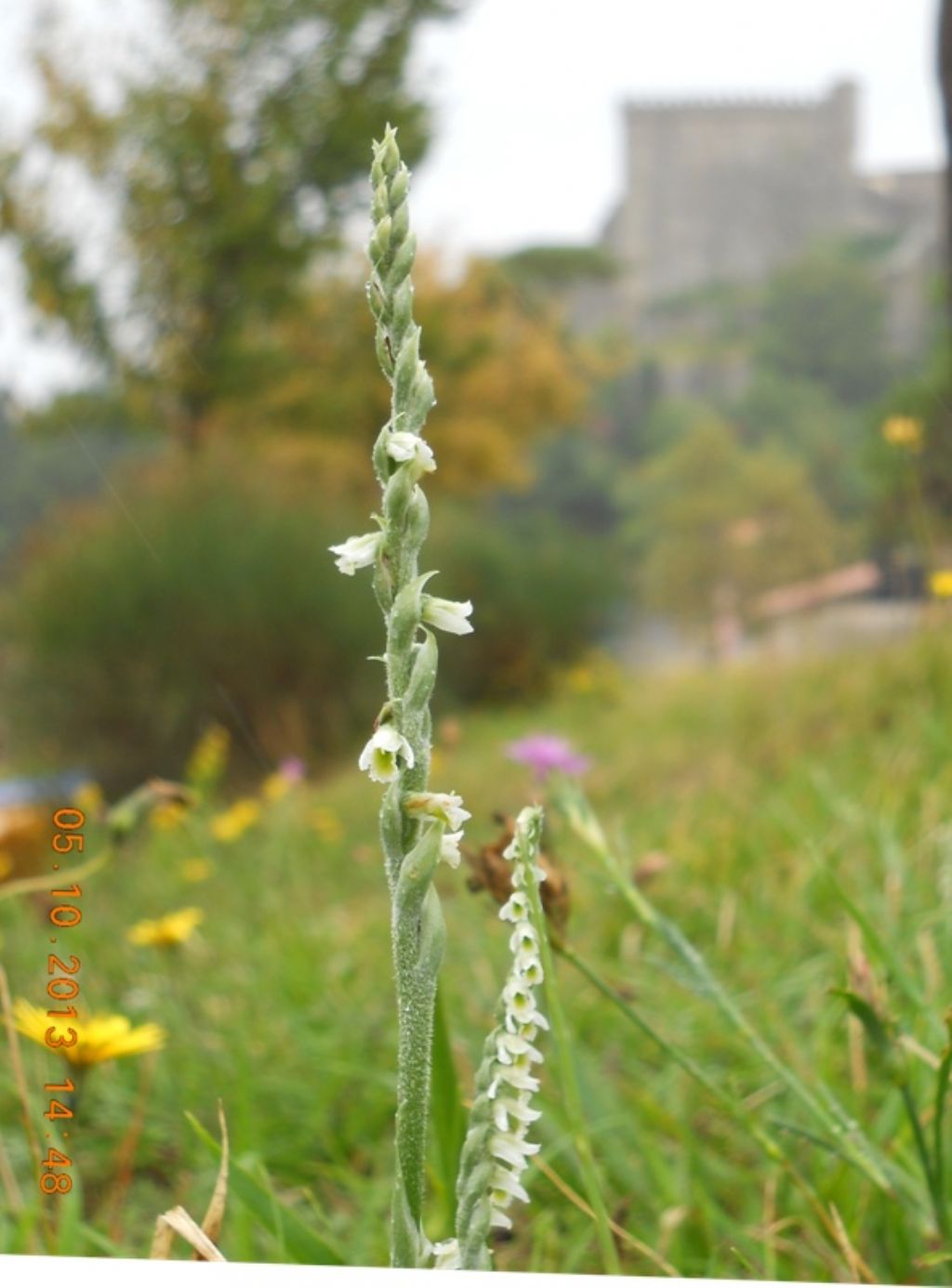 Spiranthes spiralis: riassunto...